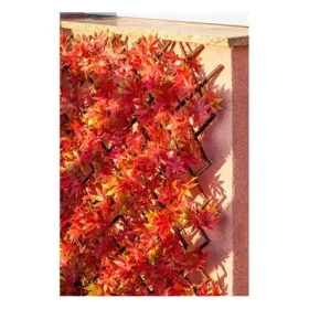 JLY-02 DEKOR SÖVÉNY VÖRÖS JUHARLEVELES