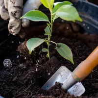 Ültető- és palántázó eszközök